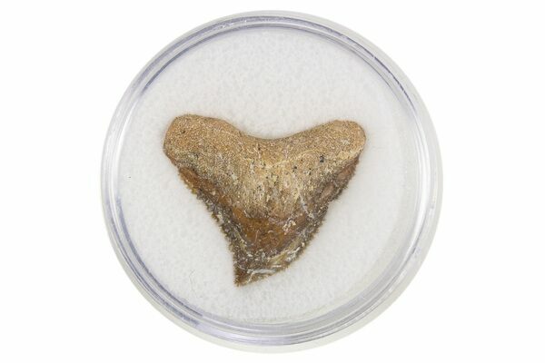 Fossil Tiger Shark (Galeocerdo) Teeth - Western Sahara, Morocco